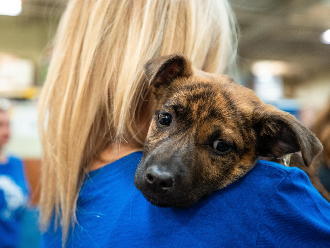 an adoption partner PetSmart Charities